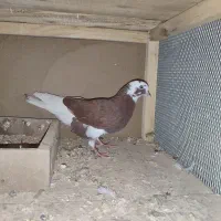 کفتر
