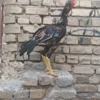 سلام دوستان خروس لاری تازه اذان میده