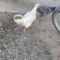 مرغ لاری افغان
