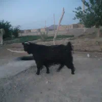 تروشت بلوچی