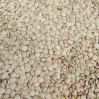 حبوبات عمده زیر قیمت