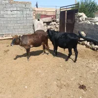 گوساله