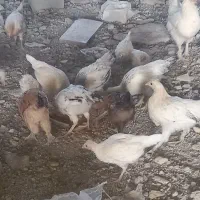 جوجه