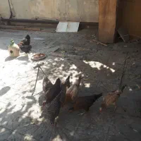 مرغ تخم گذار