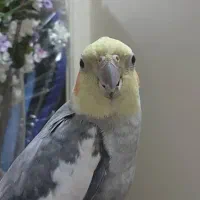 عروس هلندی نر گم شده