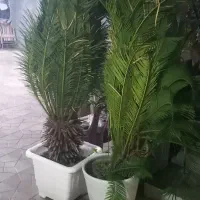 سیکاس ۱۰ ساله