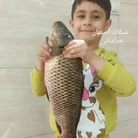 بچه ماهی کپور امور اصلاح نژاد شده یارانه‌ای اصفهان