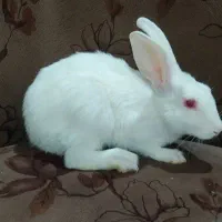 خرگوش