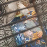 در فاز ۱ کنار بهشت آباد