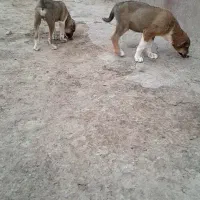 دوتا توله نرو ماده