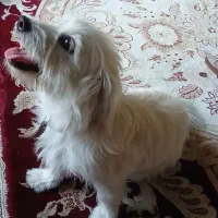 سگ اشپیتزبه فروش می رسد  بسیار باهوش و واکسن زده