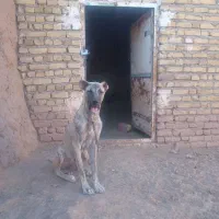 سگ 7ماهه