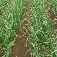 اجاره-2-7-هکتار-زمین-مزروعی-برای-کشت-سیر