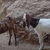 دو راس بز پاکستانی درجه یک