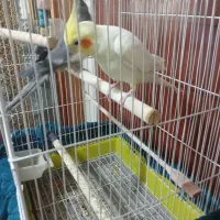 جفت عروس هلندی نر وماده