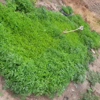 نشاگوجه نهال گوجه فرنگی محلی