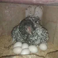 مرغ و خروس و جوجه  سپرایت پولکی اصل