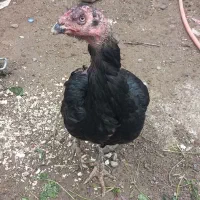 مرغ‌لاری‌اصل‌