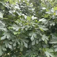 فروش زنبور 10 قاب