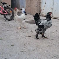 مرغ و خروس