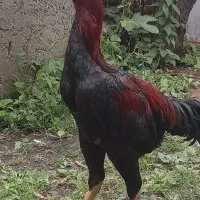 خروس لاری ۸ماهه