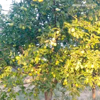 باغ|فروش دفتر صنعتی، کشاورزی، تجاری|زبرخان, |دیوار