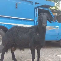 قوچ قره غزل موفر