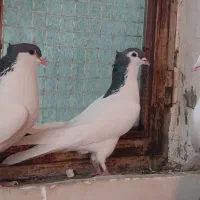 کبوتر روسری به سر کاکولی تزئینی