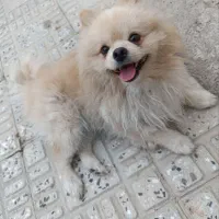 سگ پامر