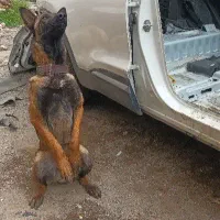 بلژین مالینویز