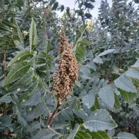 سماق.ترش|خوردنی و آشامیدنی|سردشت, |دیوار