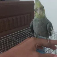 عروس هلندی نر  رام سرحال