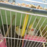 فروش پرنده