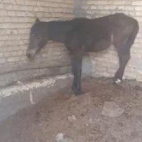 اسب|حیوانات مزرعه|شهرکرد, |دیوار