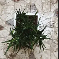 گل شاخه گوزنی
