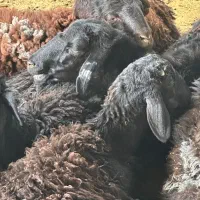 شیشه و بره