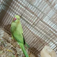 طوطی ملنگو