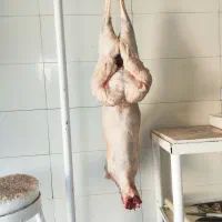 گوشت بره تازه موجود