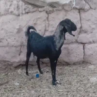 یک بز فروشی