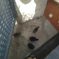 جوجه موقلمون محلی