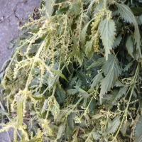 انواع گیاهان دارویی