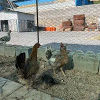 مرغ خروس جوجه