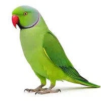 طوطی ملنگو سبز