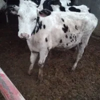 تلیسه جنس خوب مادر 40 کیلو شیردهی فروشی