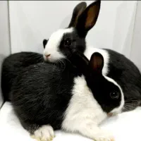 خرگوش تعداد بزرگ وکوچک