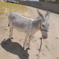 فروشی|حیوانات مزرعه|ماهیدشت, |دیوار