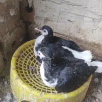 جوجه ساده سیاه