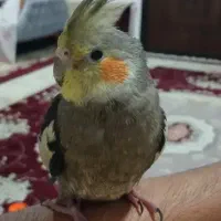 یک عدد عروس هلندی سیاه گم شده است