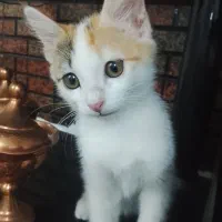واگذاری بچه گربه بازیگوش