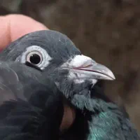 ماده اشعل سیاه